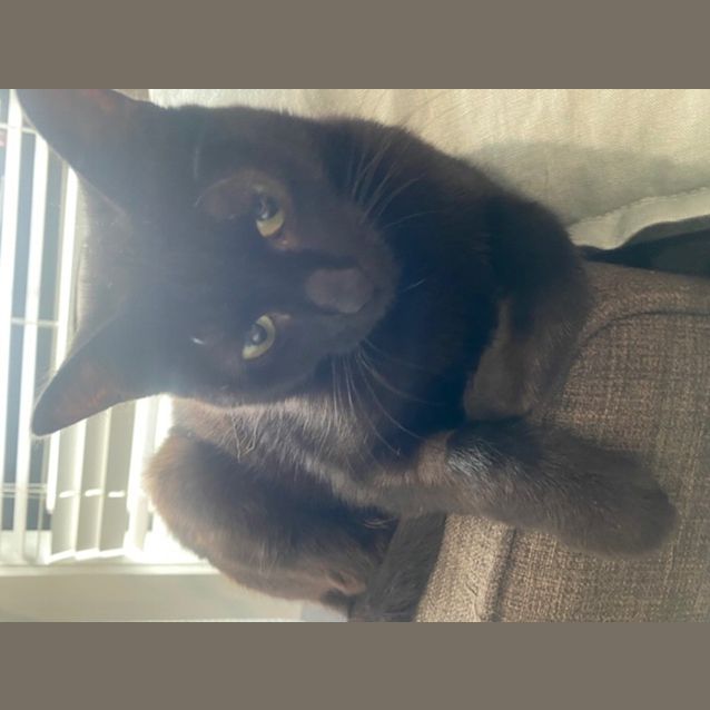 Photo of Sapphire