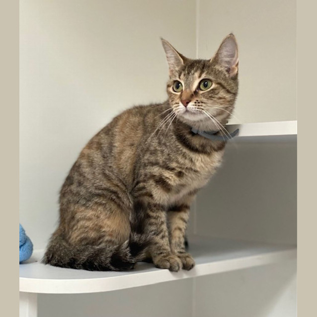 Photo of Apple (9701)