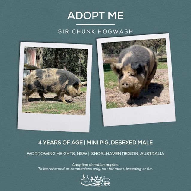 Photo of Sir Chunk Hogwash