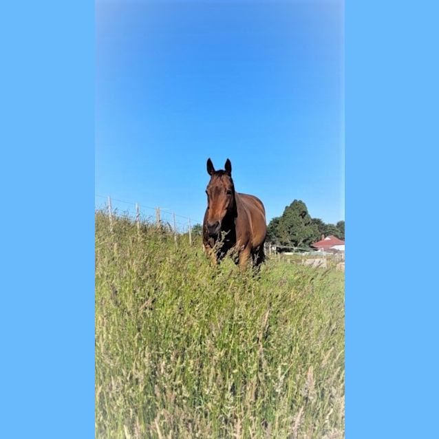 Photo of Apollo