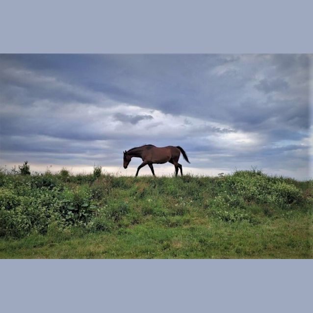 Photo of Apollo