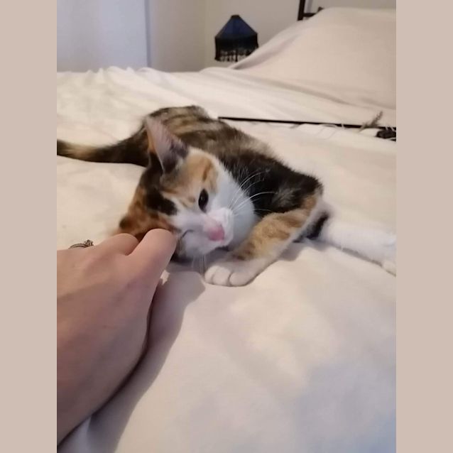 Photo of Vamp ~ Adopt Me @ Petstock Chelsea 19/03/23