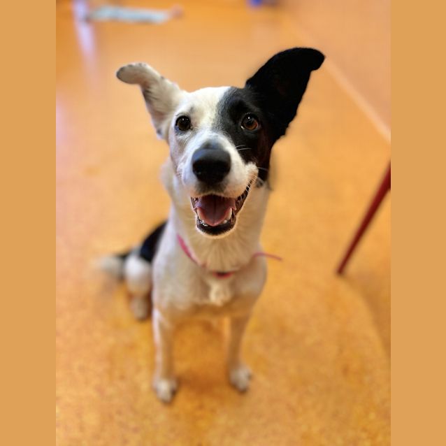 Photo of Chilli