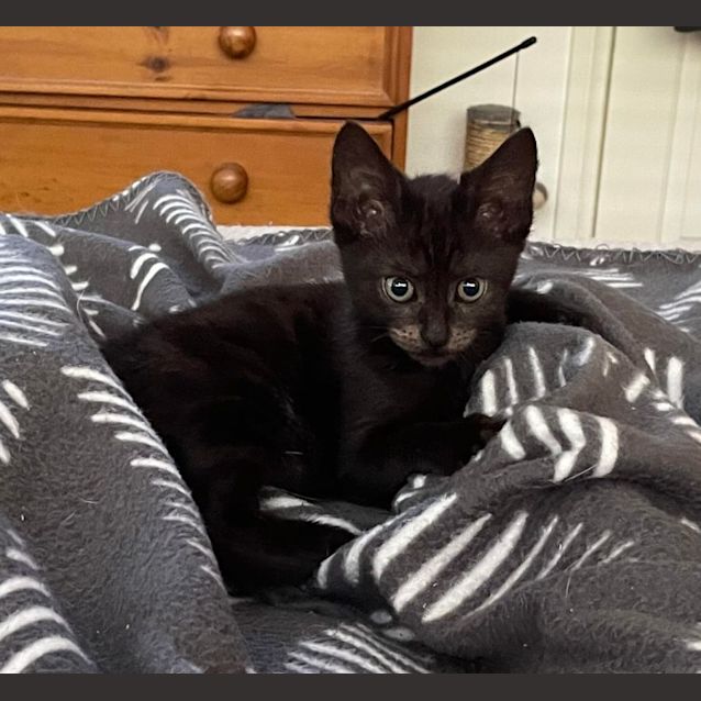 Photo of Remy **2nd Chance Cat Rescue**