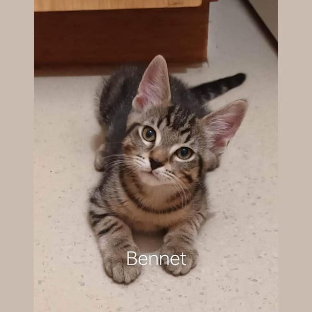 Photo of Bennet And Asher