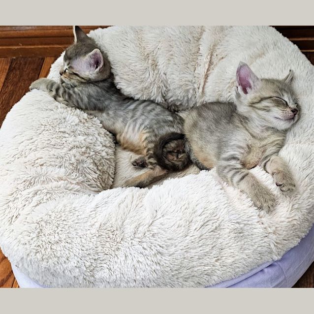 Photo of Kittens Kittens Kittens