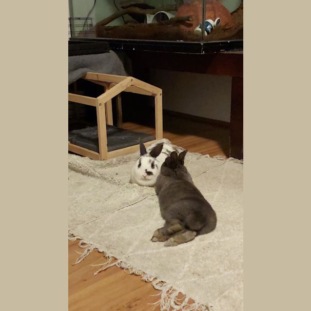 Photo of Portia And Raine