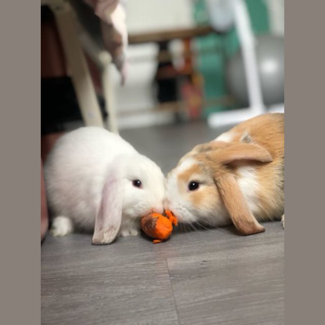 Photo of Bao & Sticky Rice