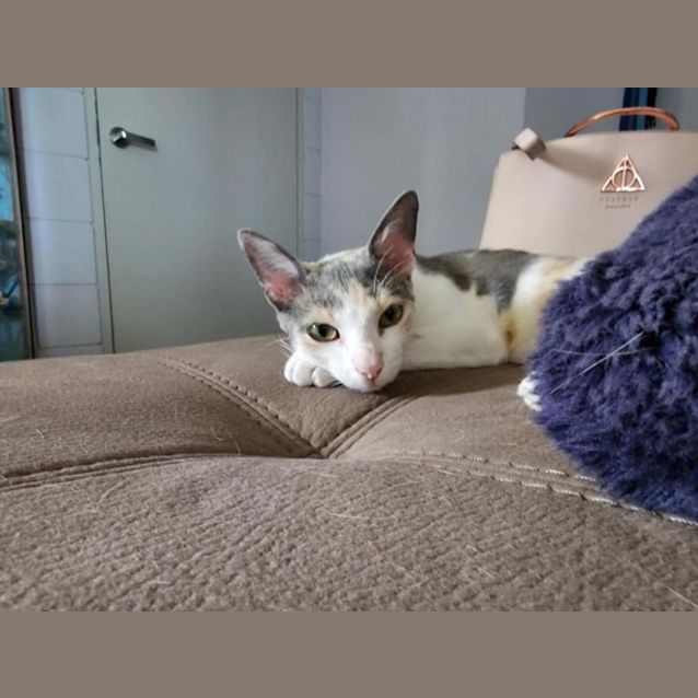 Photo of Purrsephonie