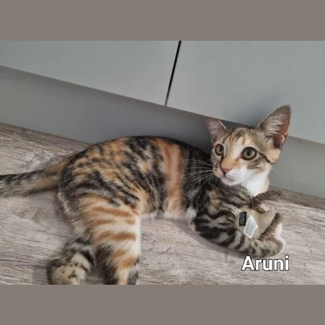 Photo of Aruni