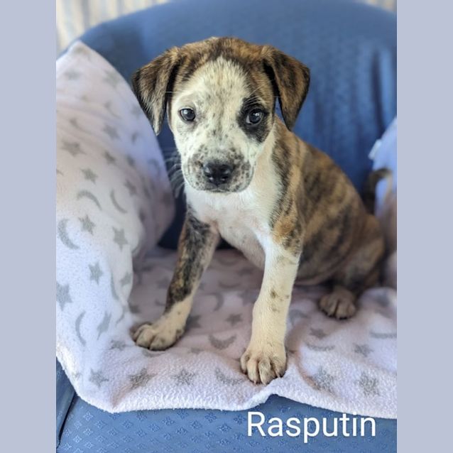 Photo of Rasputin