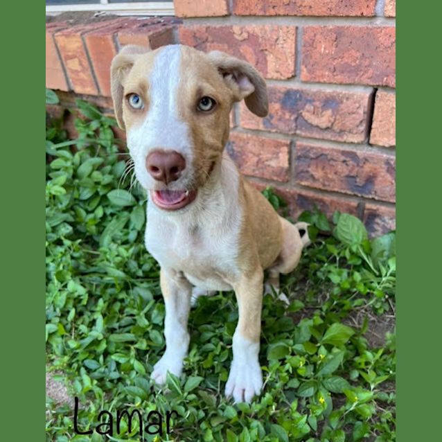 Photo of Lamar