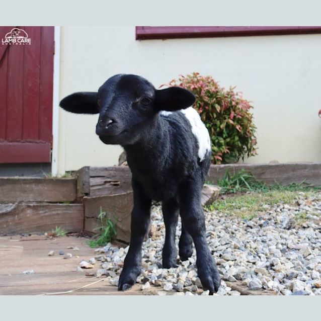 Photo of Henrie (Male) And Aida (Female)