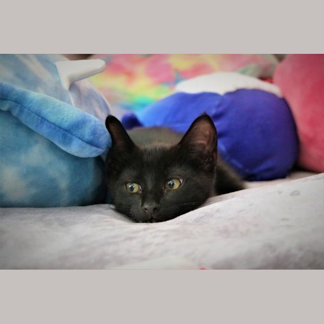 Photo of Yasha  **2nd Chance Cat Rescue**