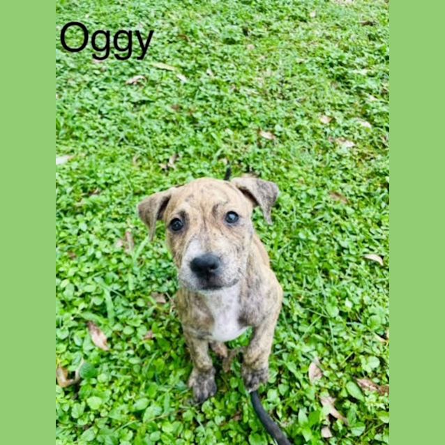 Photo of Oggy