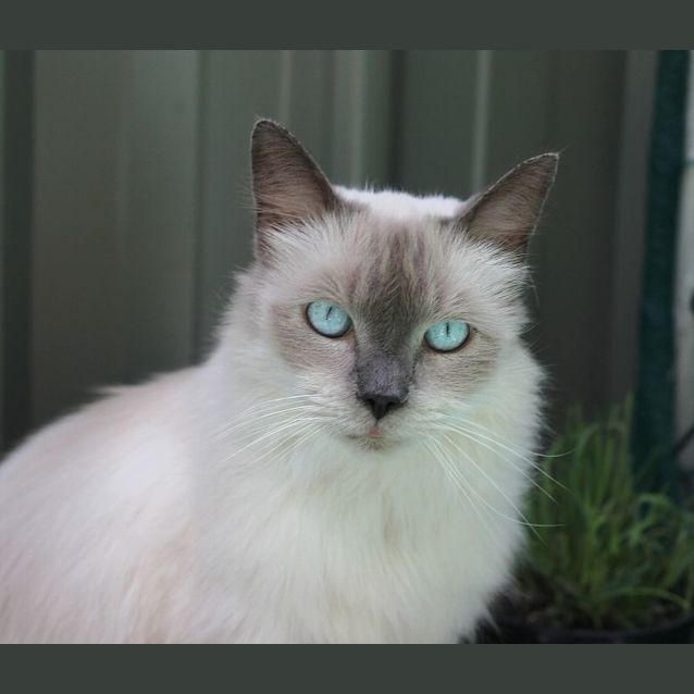 Photo of Peppi 