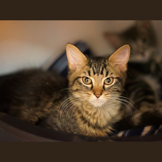 Photo of Nala