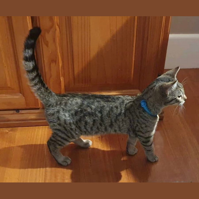Photo of Romeo 
