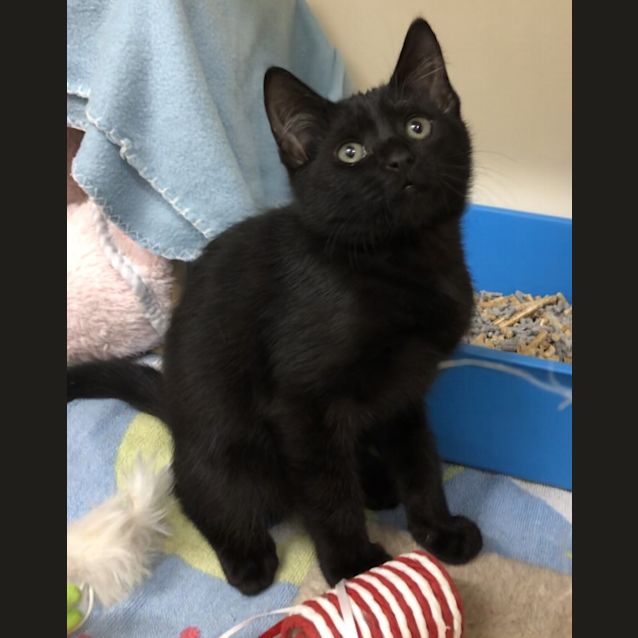 Photo of Loki