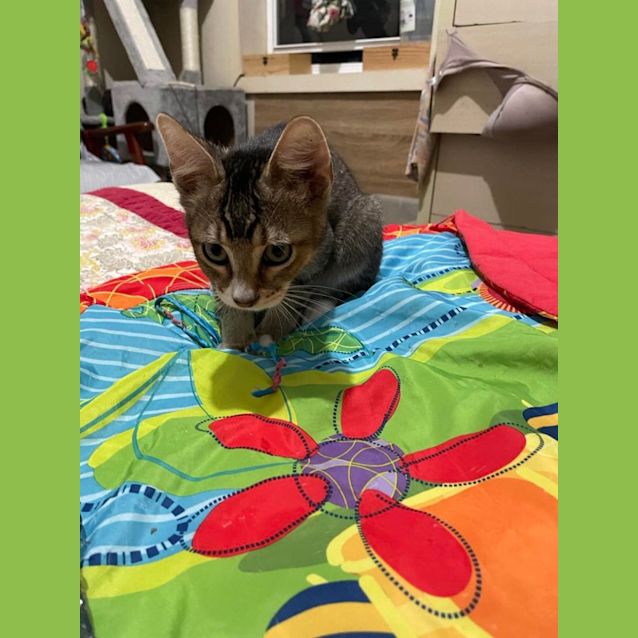 Photo of Milo 