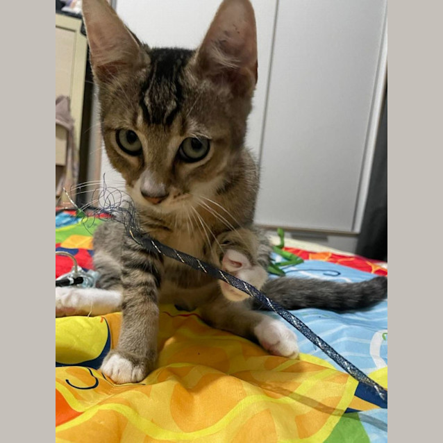 Photo of Milo 