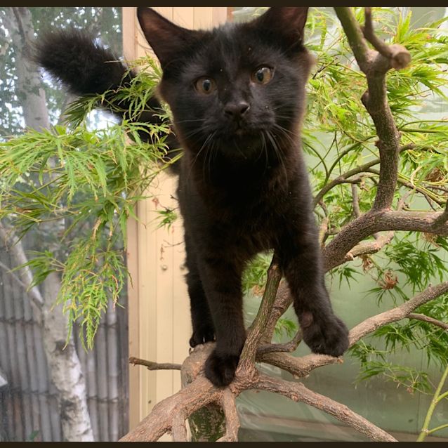 Photo of Little Nero