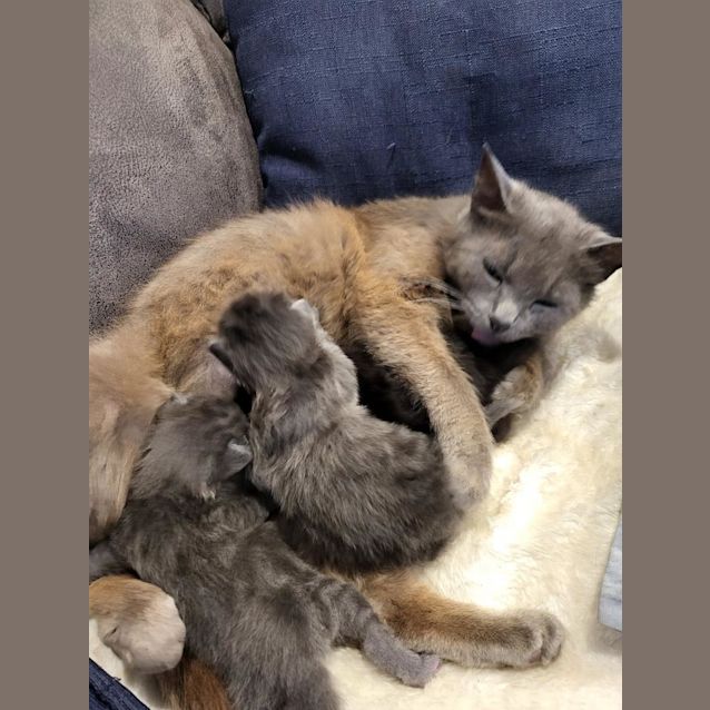 Photo of Little Nero