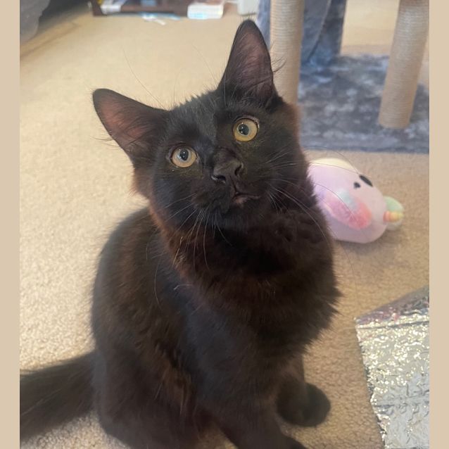 Photo of Little Nero