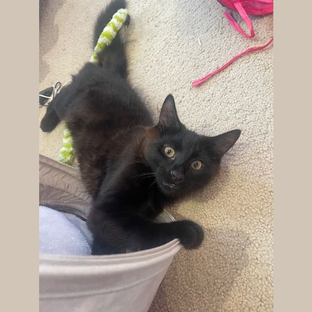 Photo of Little Nero