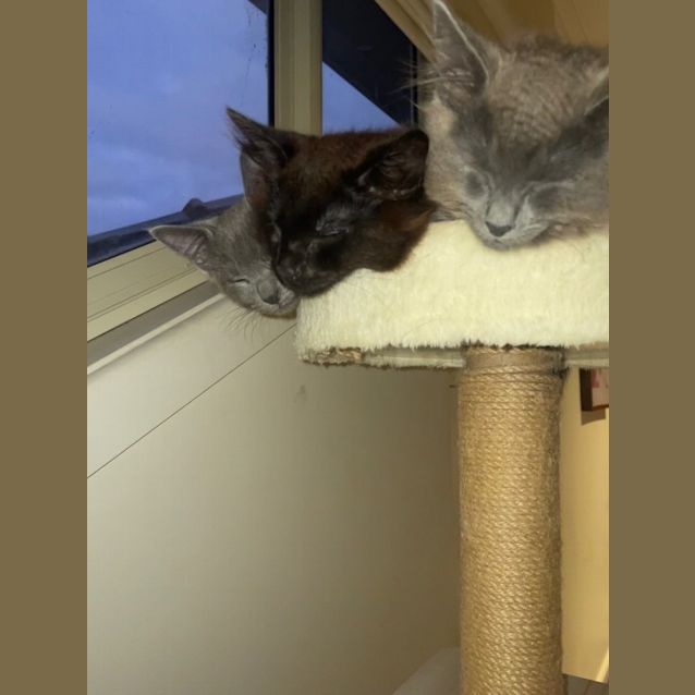 Photo of Little Nero