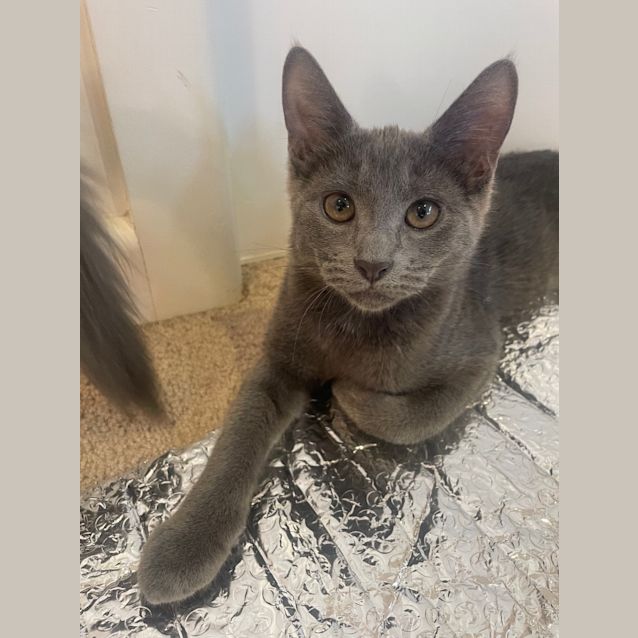 Photo of Little Squeaker