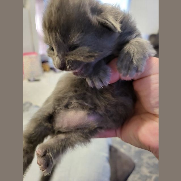 Photo of Little Squeaker