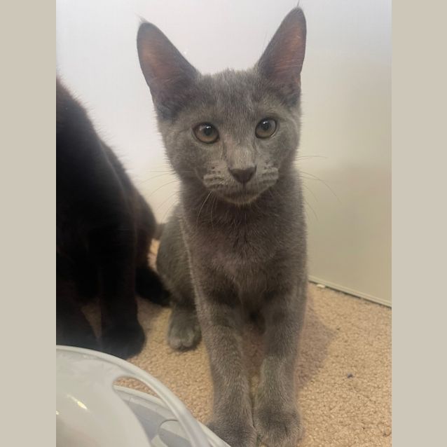 Photo of Little Squeaker