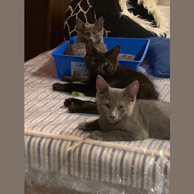 Photo of Little Squeaker