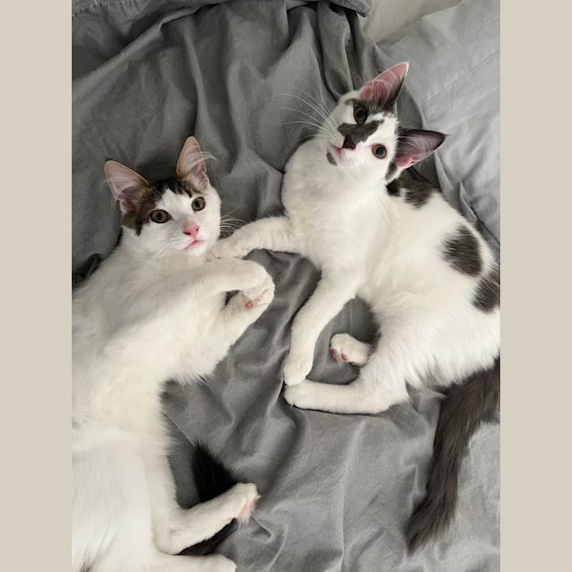 Photo of Buttons