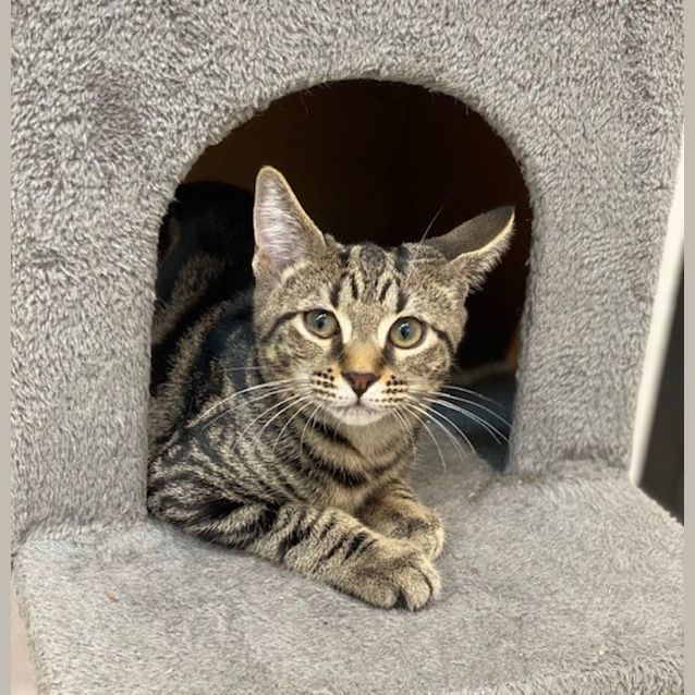 Photo of Joey (9711)