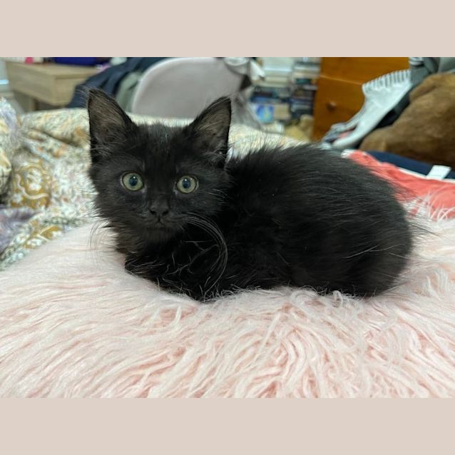 Photo of Crackle 