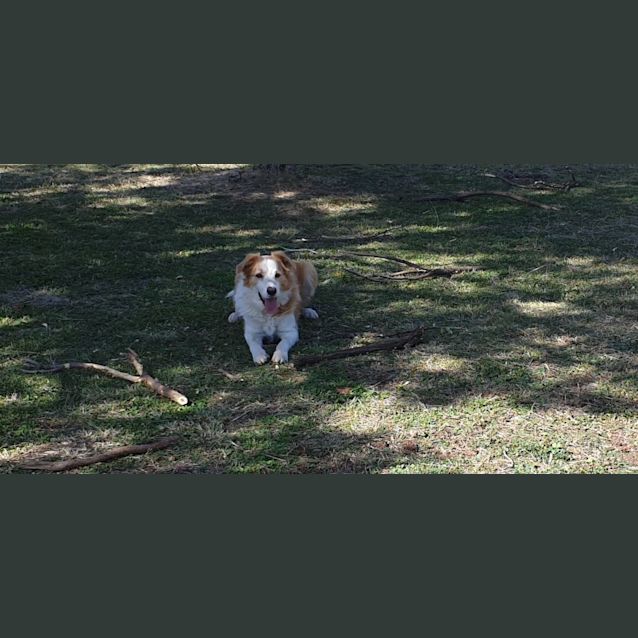 Photo of Chip