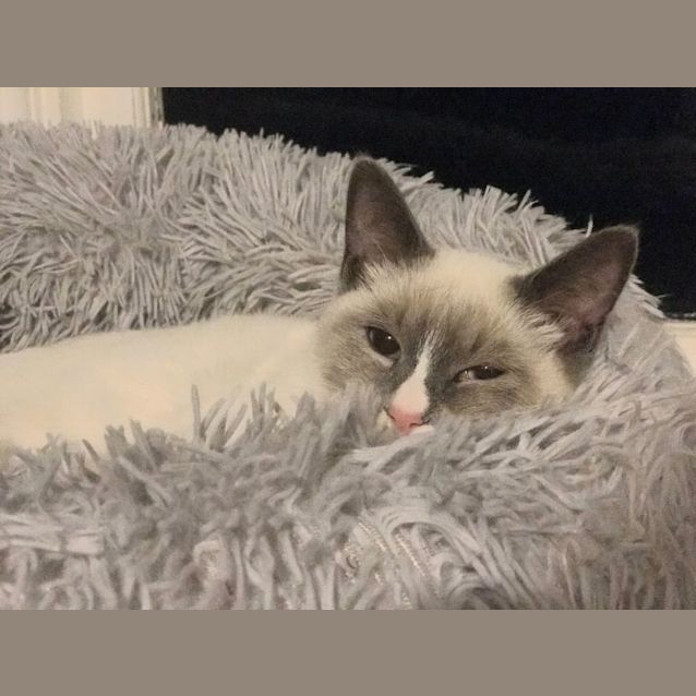Photo of Angel