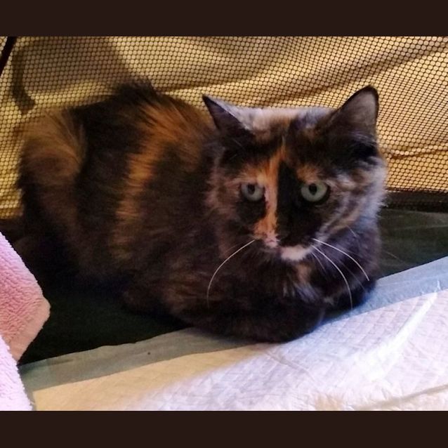 Photo of Bella