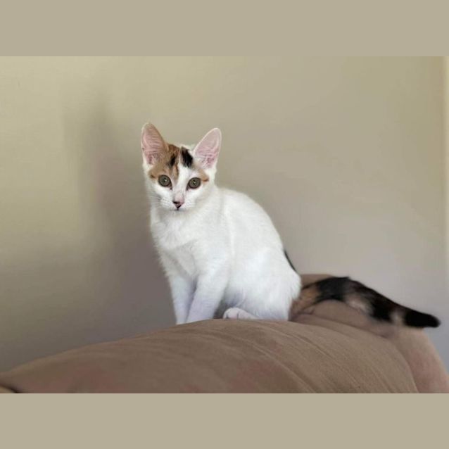 Photo of Adore