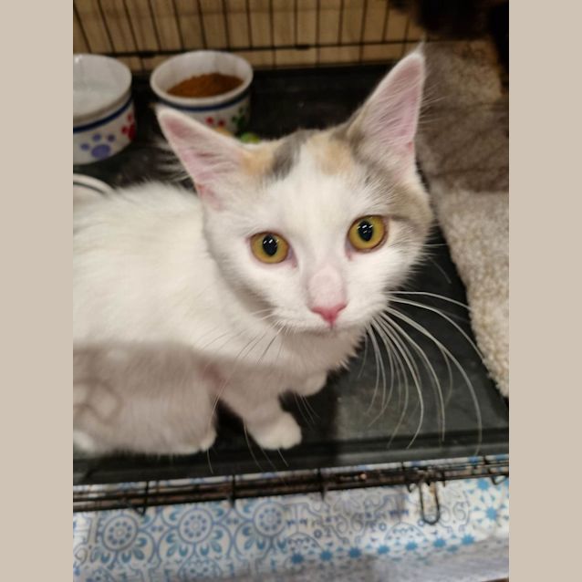 Photo of Stella