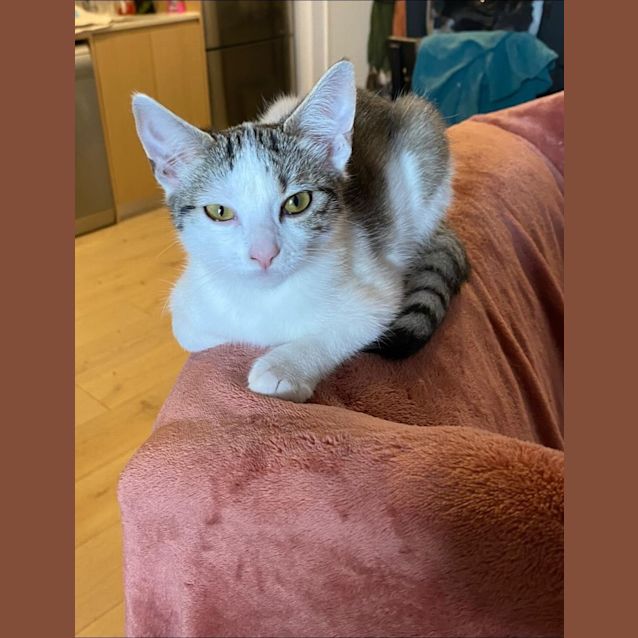 Photo of Dot And Stripe