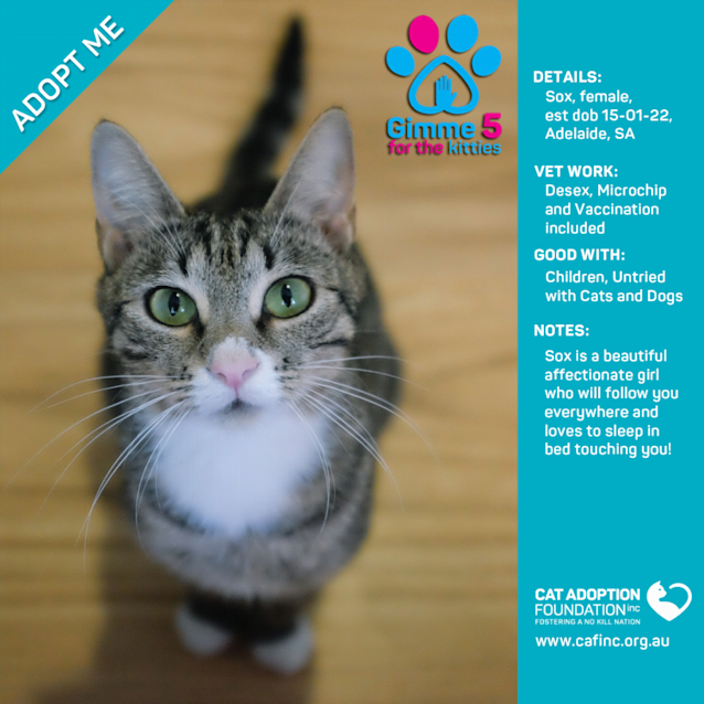 Photo of Sox Just $39 Limited Time!