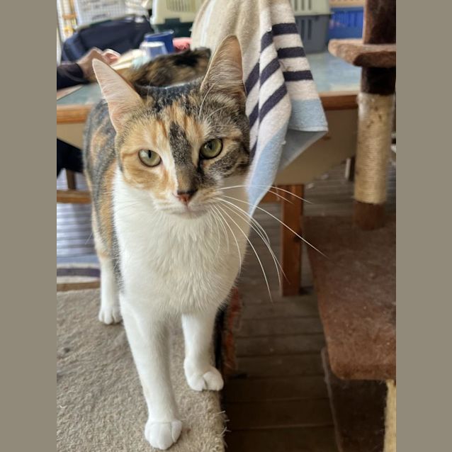 Photo of Georgie Calix