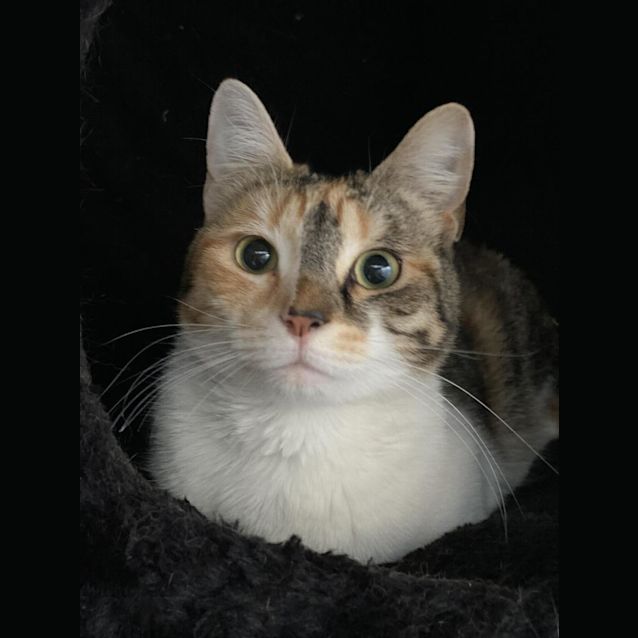 Photo of Georgie Calix