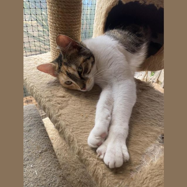 Photo of Georgie Calix