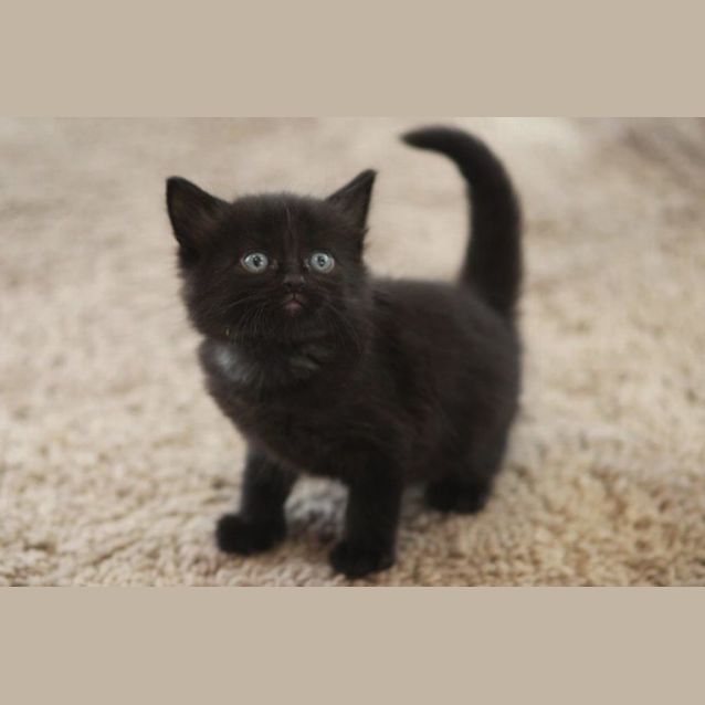 Photo of Fester   Located In Preston 