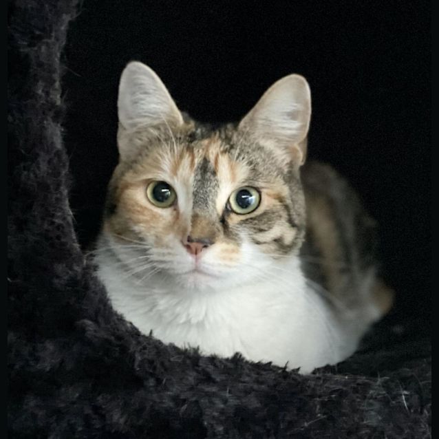 Photo of Georgie Calix