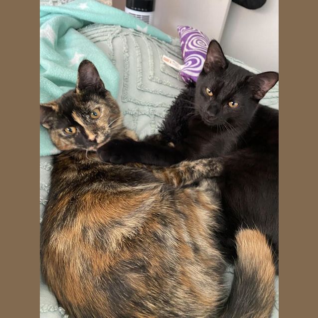 Photo of Pluto And Calypso Bobtail